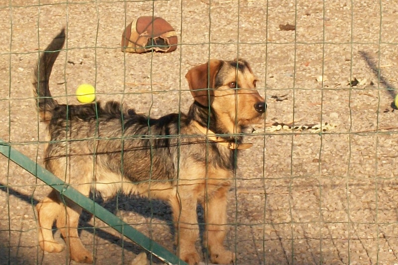 ELVIS, croisé beagle/teckel, 1 an (72) Mes_za17