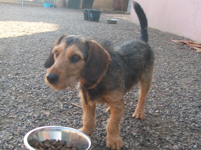 ELVIS, croisé beagle/teckel, 1 an (72) Toutou13