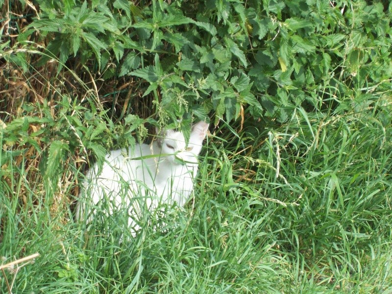 [Court-St-Etienne] Fermeture d'un refuge => tous les chats sont placés, merci ! - Page 7 Blanch10