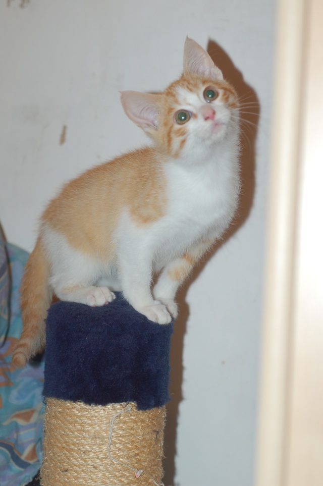 Dragolo, chaton roux et blanc, né début juillet 2012 Dragol12