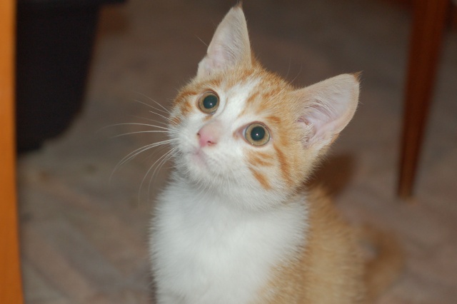 Dragolo, chaton roux et blanc, né début juillet 2012 Dragol14