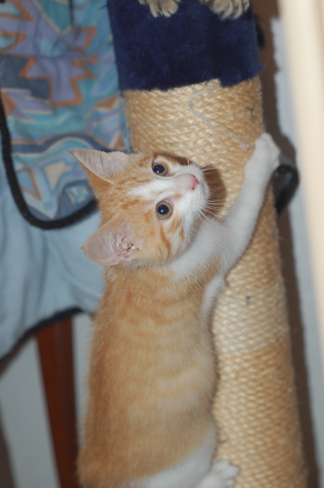 Dragolo, chaton roux et blanc, né début juillet 2012 Dsc_3713