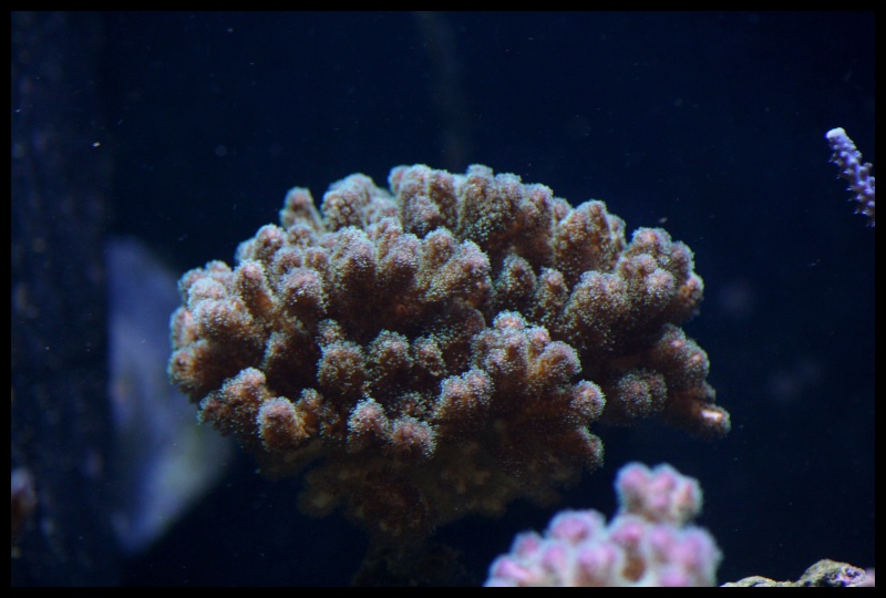 pocillopora damicornis Img_3210