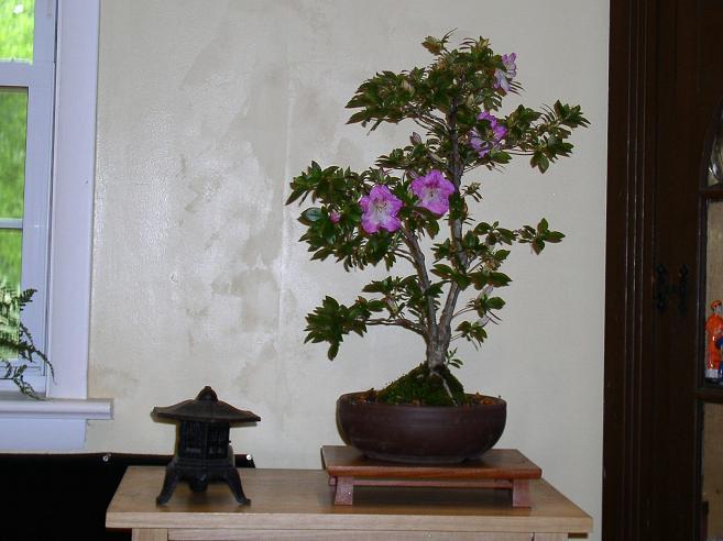 Bonsai for Interior Decoration Satsuk10