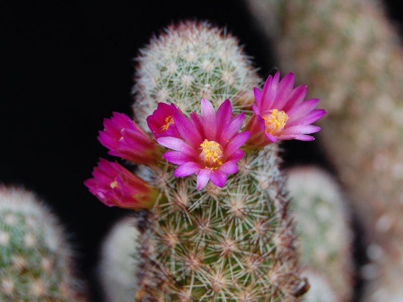 mammillaria sphacelata ssp. viperina 2410-212