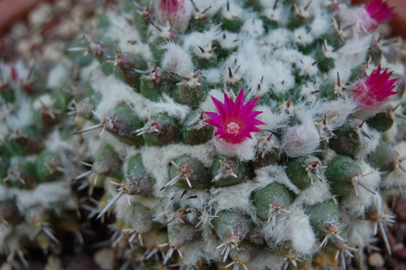 mammillaria magnimamma family - post in progress 2507-211