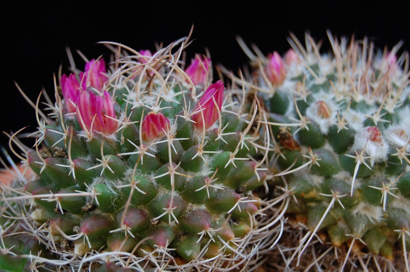 mammillaria magnimamma family - post in progress 2562-210