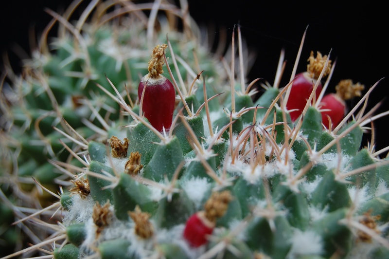 mammillaria magnimamma family - post in progress 2562-212