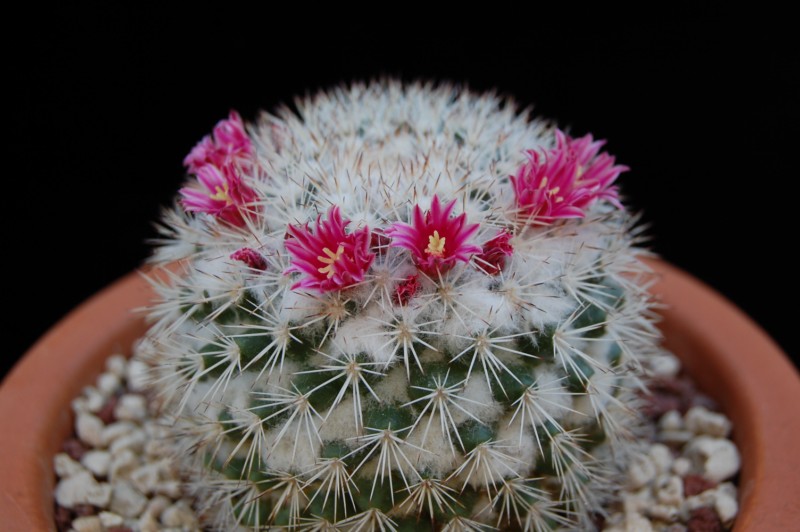 Mammillaria tayloriorum 2593-212