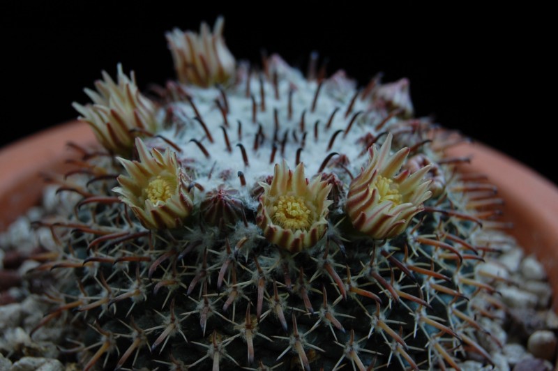 Mammillaria uncinata 2679-210