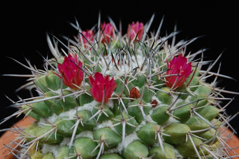 mammillaria magnimamma family - post in progress 2710-210