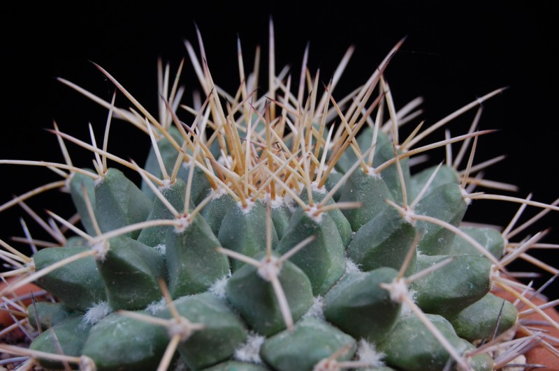 Mammillaria winterae  2711-210