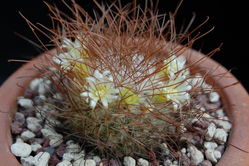 Mammillaria rekoi Rekoi_24