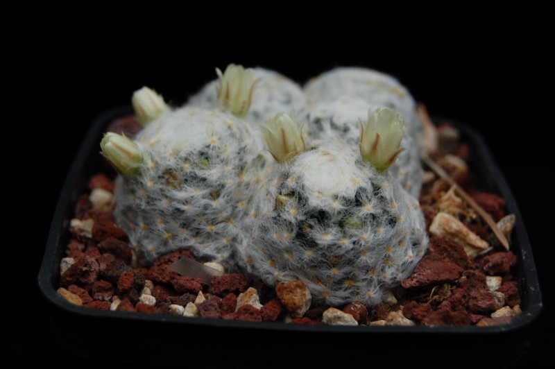 Mammillaria schiedeana Schied19
