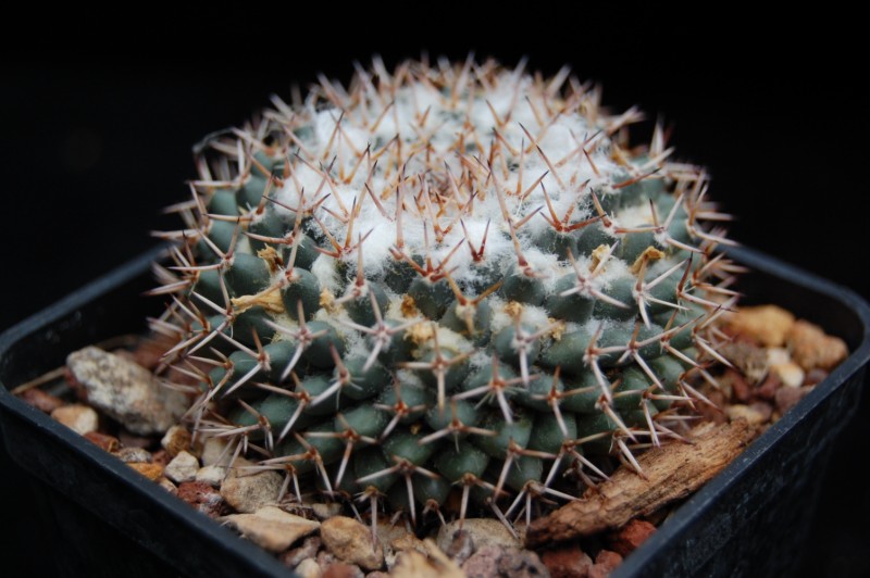 Mammillaria sempervivi Semper11