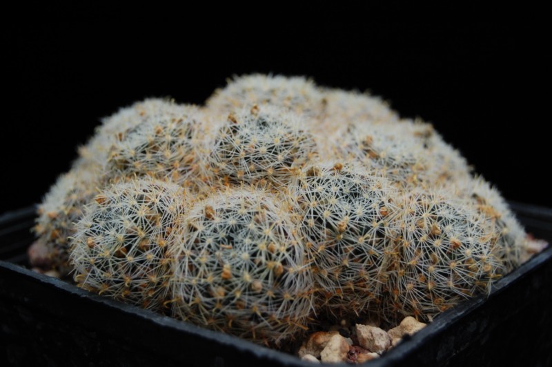 Mammillaria tezontle Tezont12