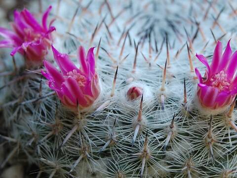 Mammillaria albata