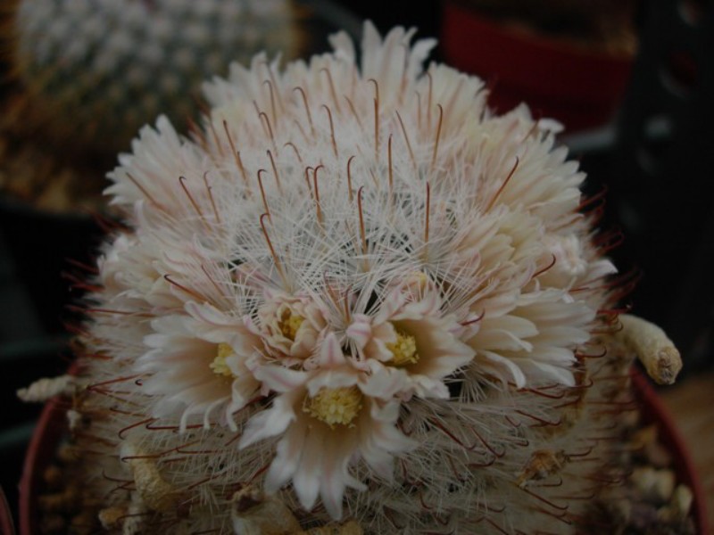 Mammillaria viescensis Viesce11