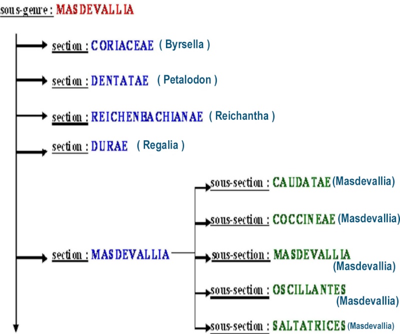 Nouvelle taxonomie pour le genre Masdevallia et affiliés. Tax0210