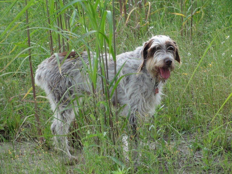 USKY, x Korthal env.7 ans (5 ans de refuge)- SOS ANIMAUX DU BROC (63)... adoptée par Everclown Dsc00611