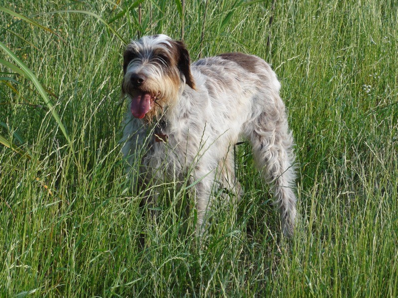 USKY, x Korthal env.7 ans (5 ans de refuge)- SOS ANIMAUX DU BROC (63)... adoptée par Everclown Dsc00615