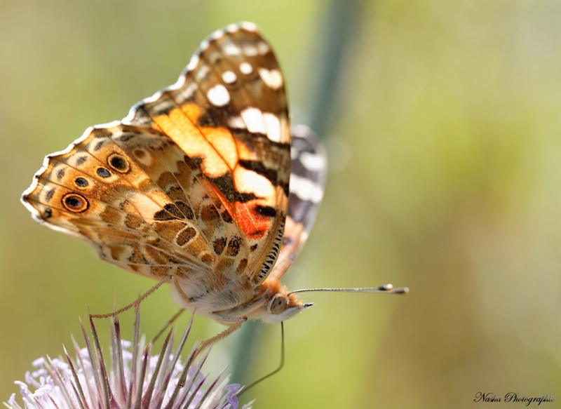 Mes premiers papillons Img_4212