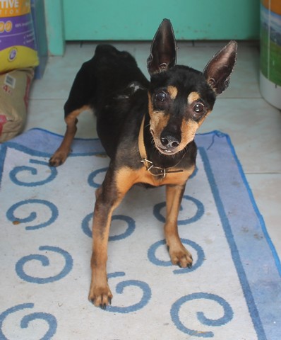 Lolie x-pinscher (1999) 00410