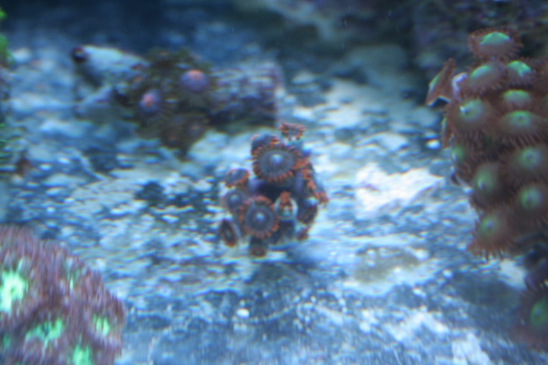 250L récifal Img_6927