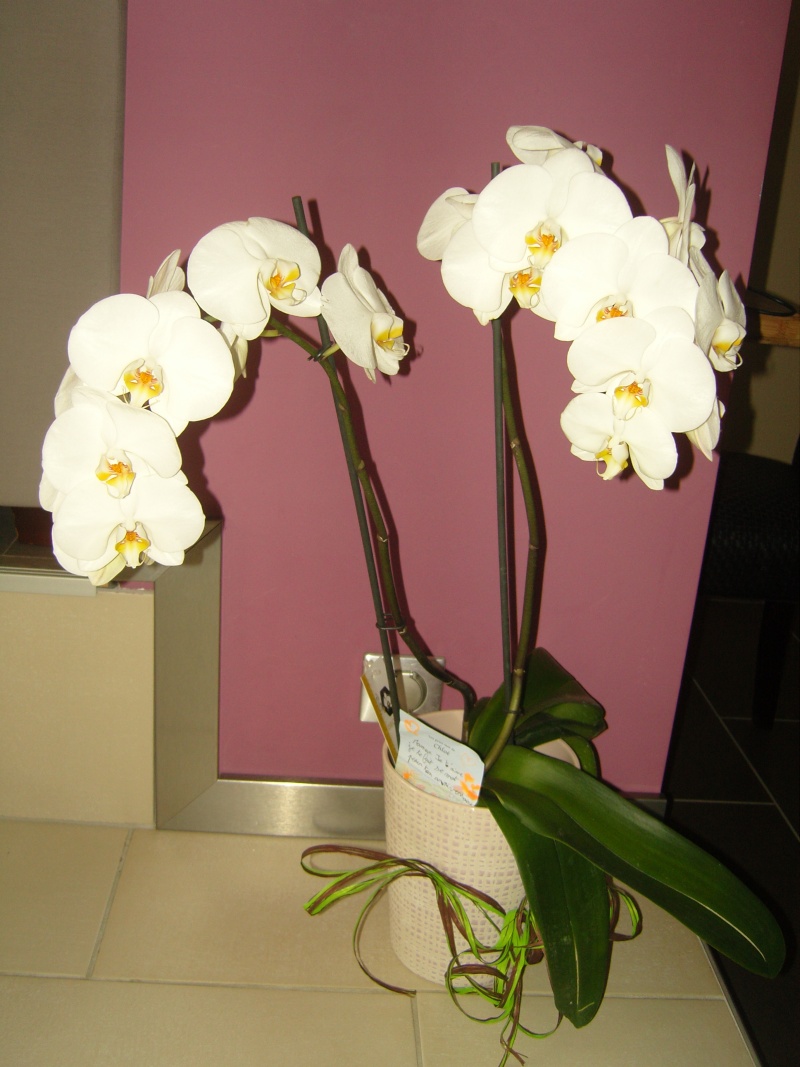 mes orchidées - Page 13 Snc12410