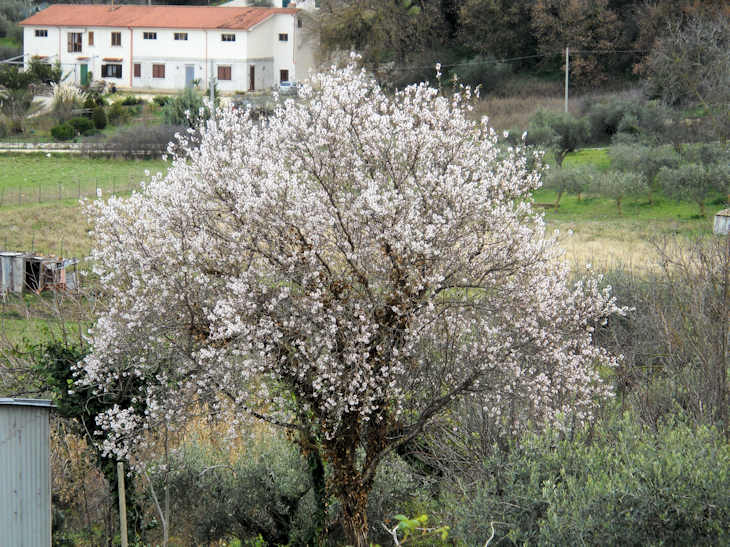 Primavera in anticipo Mandor10