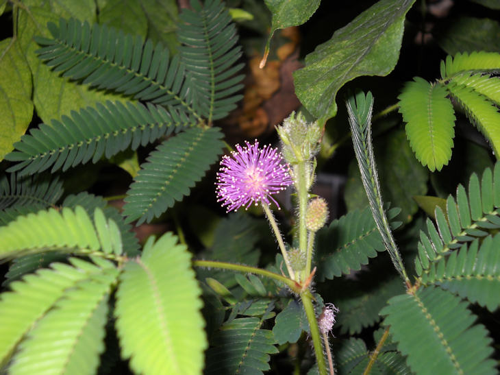 Mimosa Pudica Mimosa11