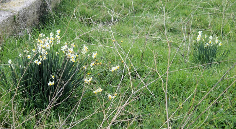 Primavera in anticipo Narcis10