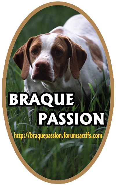 SONDAGE AUTOCOLLANT "BRAQUE PASSION"    Essai310