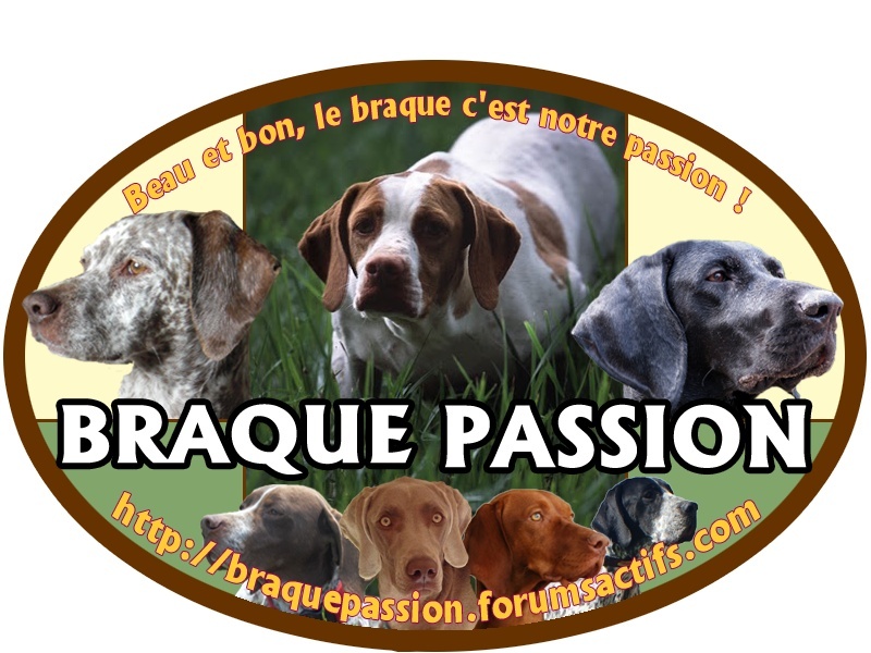 Autocollant BRAQUE PASSION - Page 3 Essai811