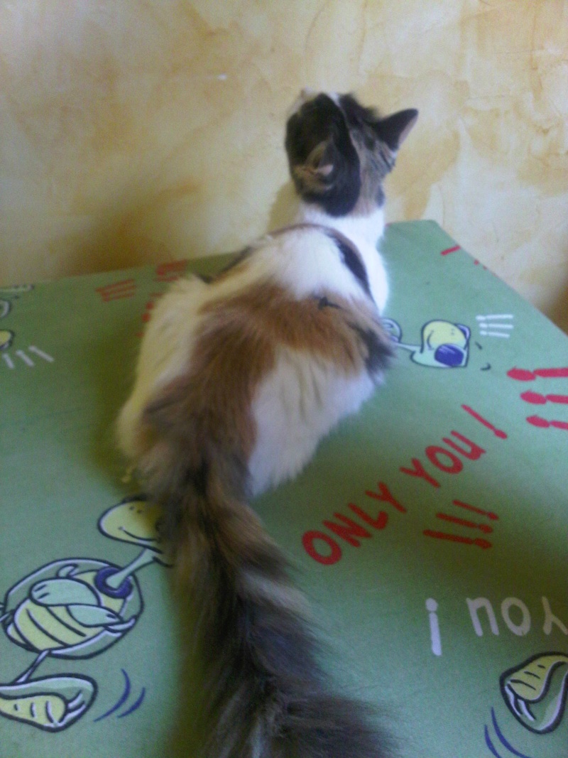 VIOLETTE, chatte femelle de 10 mois  Img04117
