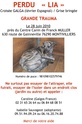 Lia, croisée Galgo, très craintive,perdue 76 Affich10