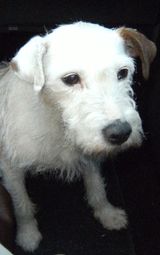 SOURIS, femelle parson russell terrier, 8 ans 1/2  Dscf7121