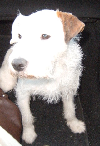 SOURIS, femelle parson russell terrier, 8 ans 1/2  Dscf7122