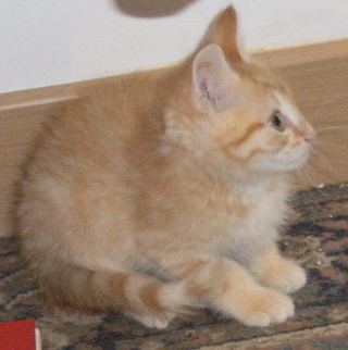 LAWSON/FIDJI, chaton roux & blanc, né le 11 juin 10 Dscf7315