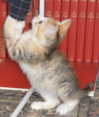 LORELEI, petite chatonne tricolore diluée, née le 11 juin 10 Dscf7319