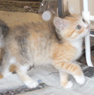 LORELEI, petite chatonne tricolore diluée, née le 11 juin 10 Dscf7320