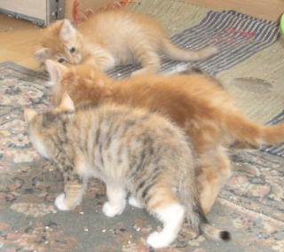 LORELEI, petite chatonne tricolore diluée, née le 11 juin 10 Dscf7321