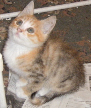 LORELEI, petite chatonne tricolore diluée, née le 11 juin 10 Dscf7322