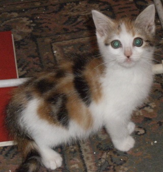 LILAS, chatonne tricolore née le 11 juin 2010 Dscf7328