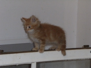 LANCELOT, chaton roux foncé né le 11 juin 10 Dscf7332