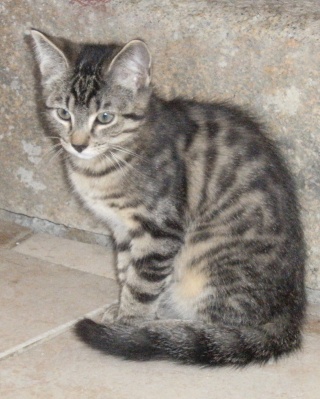 MARIUS, chaton tigré gris, né début avril 10 Dscf7411