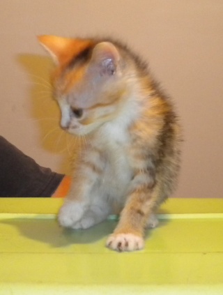 LORELEI, petite chatonne tricolore diluée, née le 11 juin 10 Dscn0210