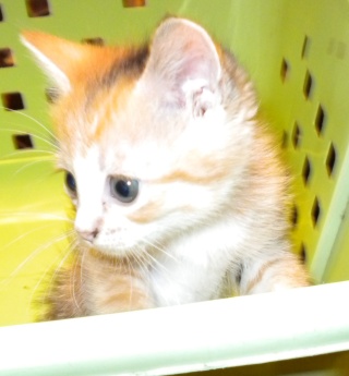 LORELEI, petite chatonne tricolore diluée, née le 11 juin 10 Dscn0211