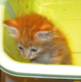 LANCELOT, chaton roux foncé né le 11 juin 10 Dscn0215