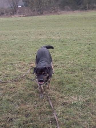 Safran croisé berger labrador 1 ans 16324510